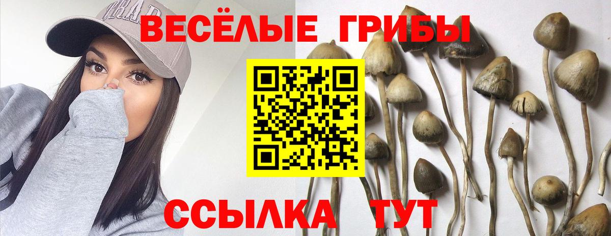 Псилоцибиновые грибы MAGIC MUSHROOMS  наркошоп  Черкесск  Псилоцибиновые грибы GOLDEN TEACHER  Вход с VPN 